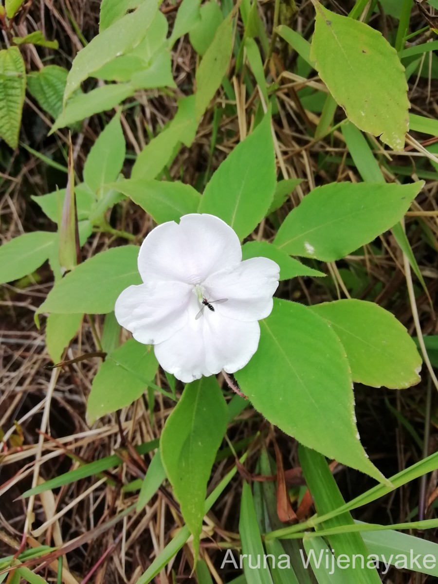 Impatiens henslowiana Arn.